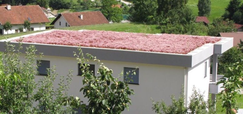 Sedumi oz. homulice – rastline za ekstenzivno ozelenitev zelene strehe